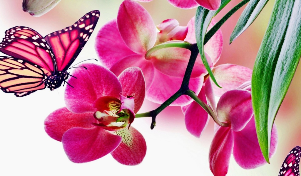 Tropical Butterflies screenshot #1 1024x600