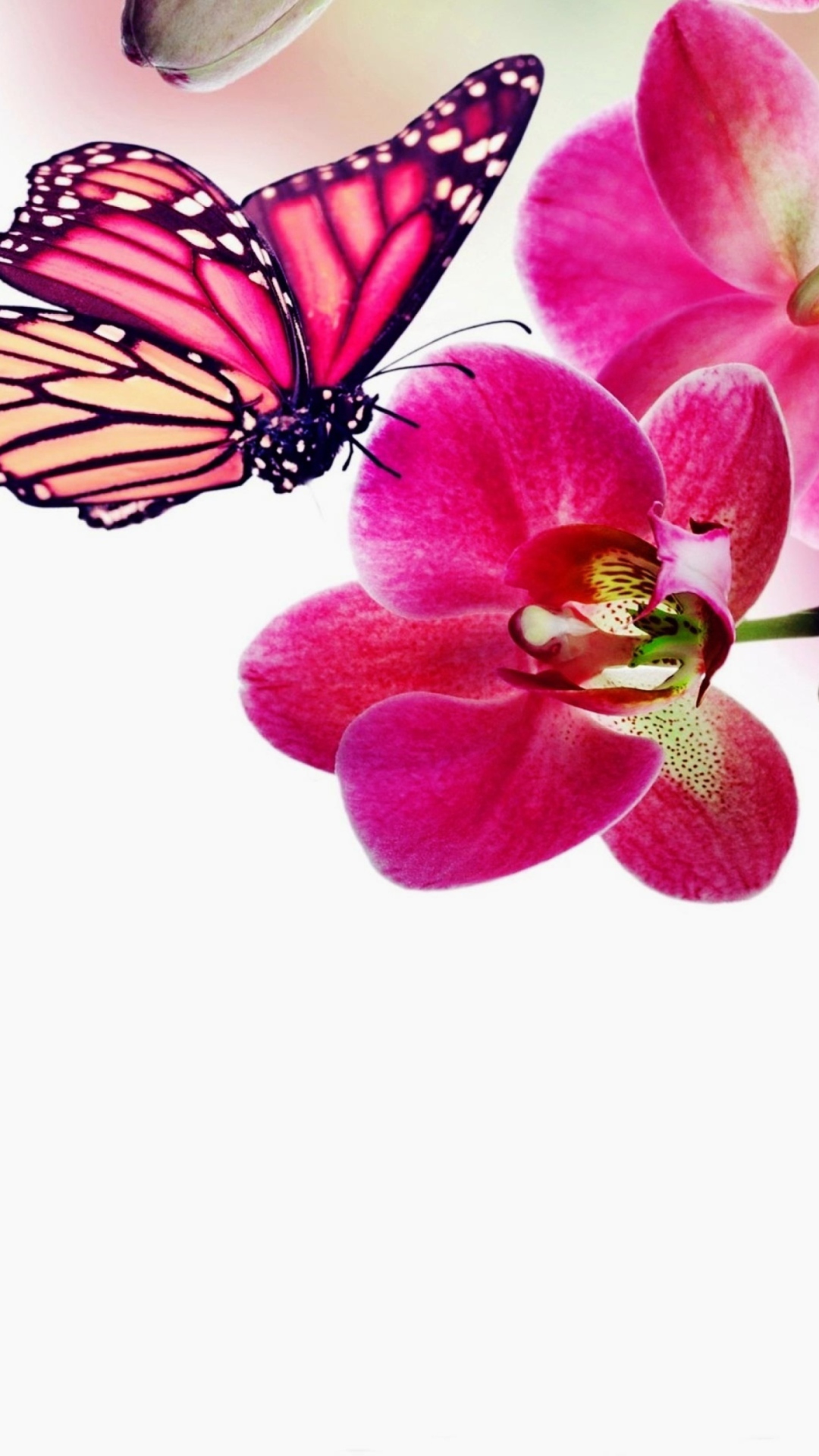 Обои Tropical Butterflies 1080x1920