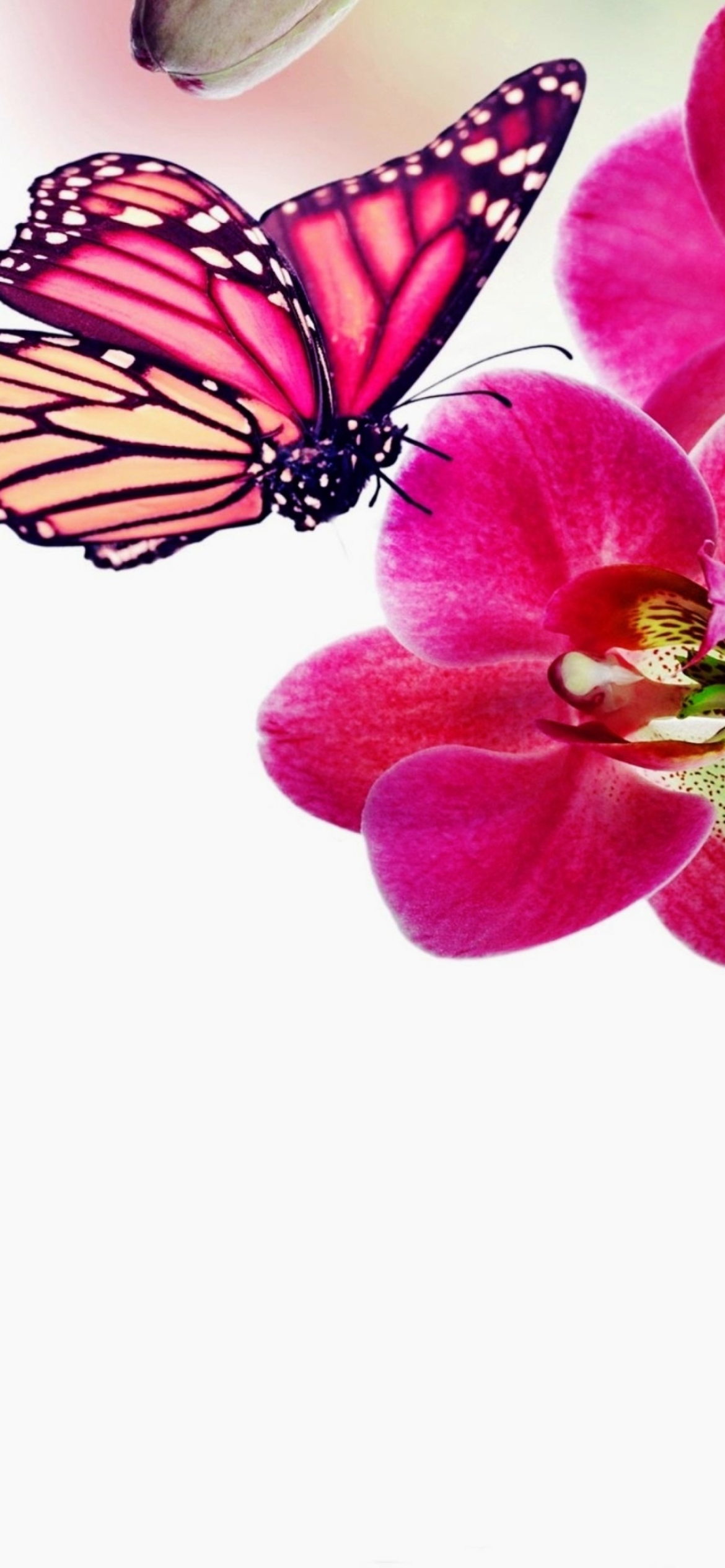 Fondo de pantalla Tropical Butterflies 1170x2532