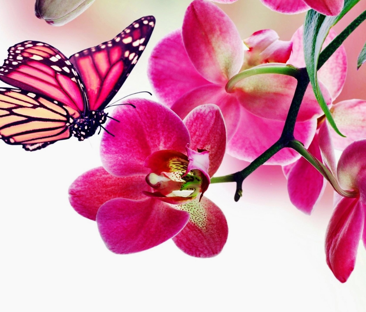 Screenshot №1 pro téma Tropical Butterflies 1200x1024