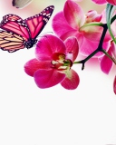Das Tropical Butterflies Wallpaper 128x160