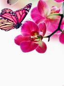 Das Tropical Butterflies Wallpaper 132x176
