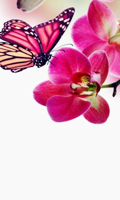 Das Tropical Butterflies Wallpaper 240x400