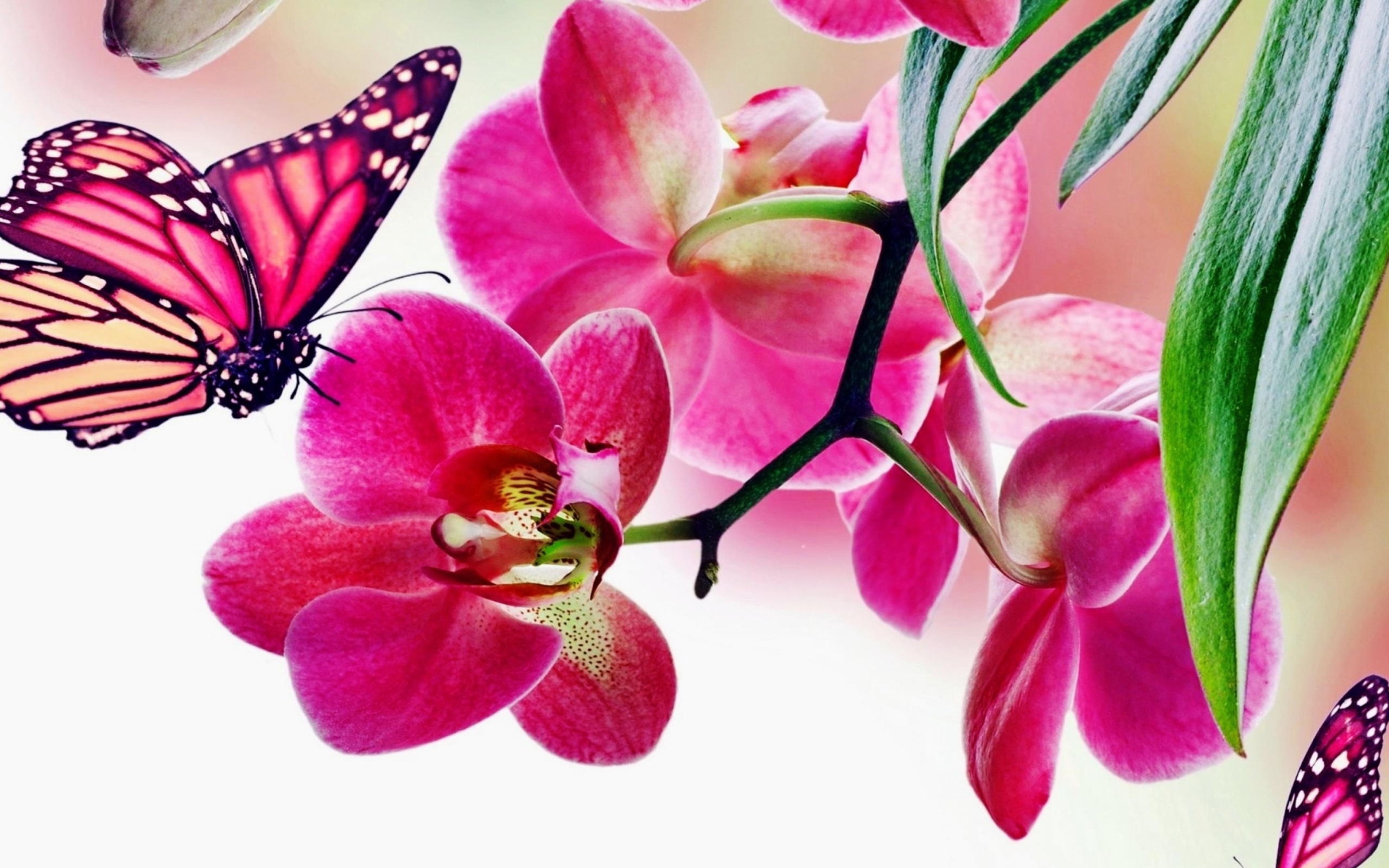 Tropical Butterflies wallpaper 2560x1600