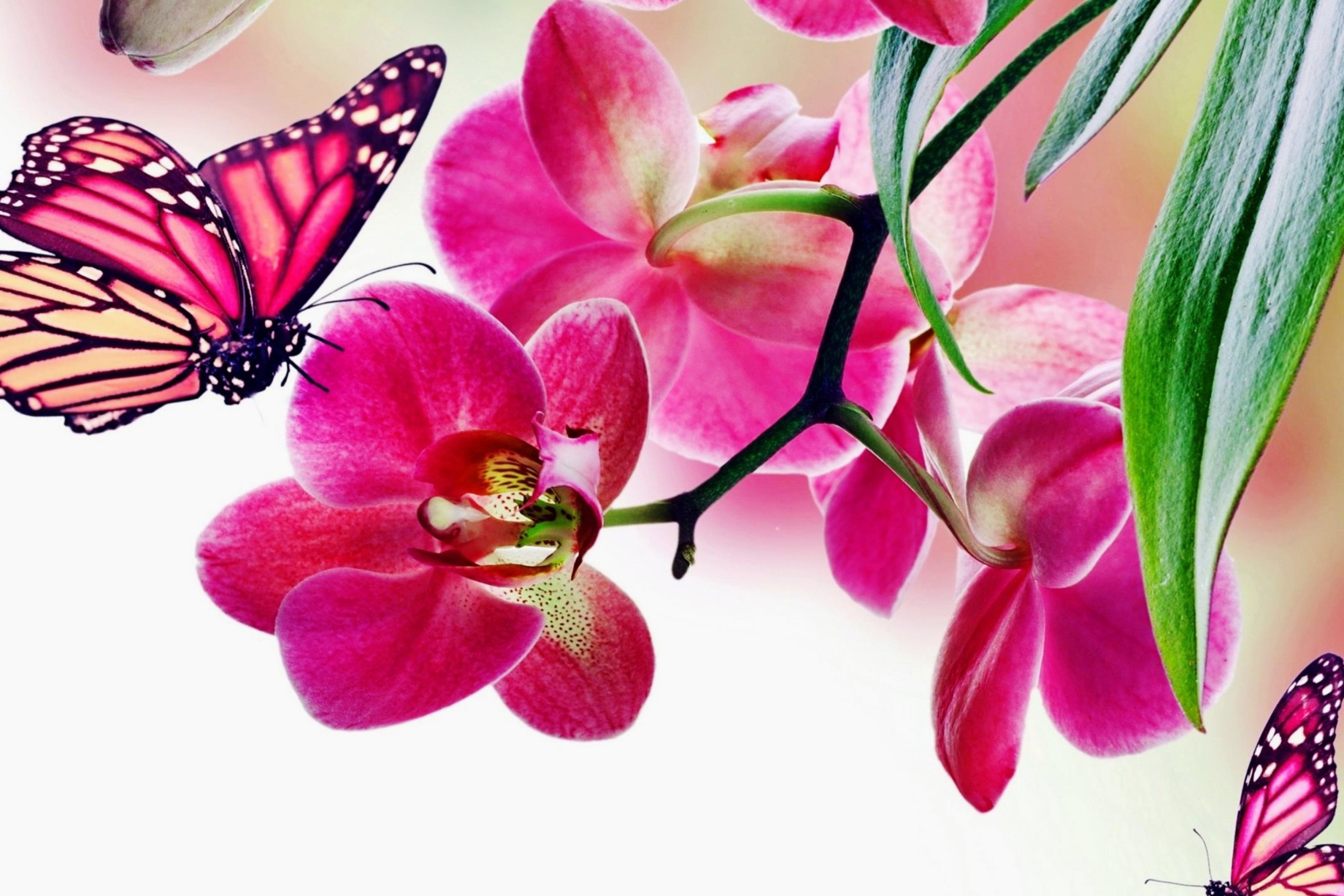 Screenshot №1 pro téma Tropical Butterflies 2880x1920