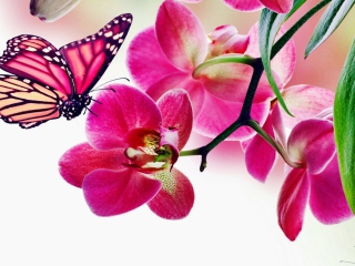 Das Tropical Butterflies Wallpaper 320x240