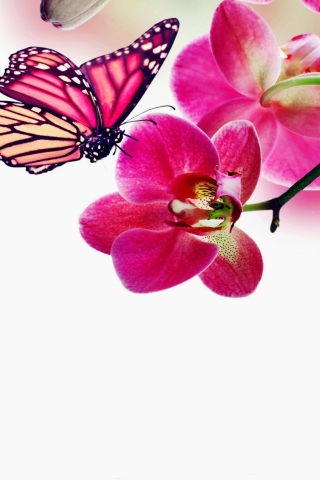 Das Tropical Butterflies Wallpaper 320x480