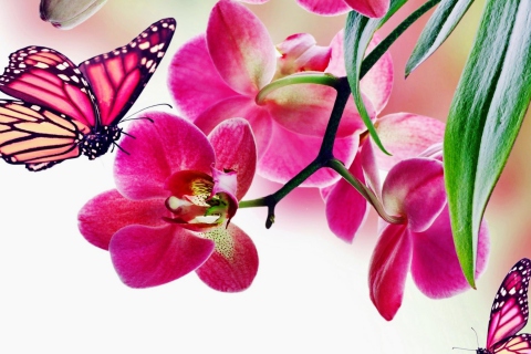Das Tropical Butterflies Wallpaper 480x320