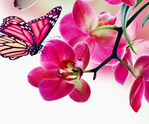 Sfondi Tropical Butterflies 480x400
