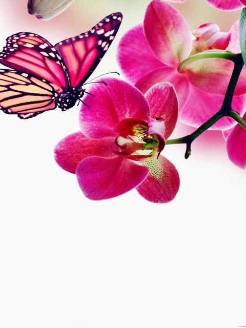 Das Tropical Butterflies Wallpaper 480x640