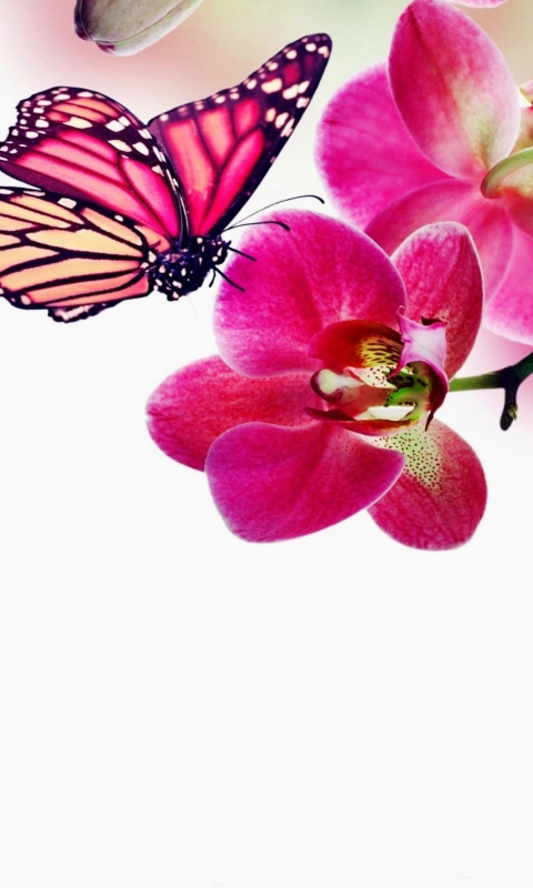 Tropical Butterflies screenshot #1 480x800