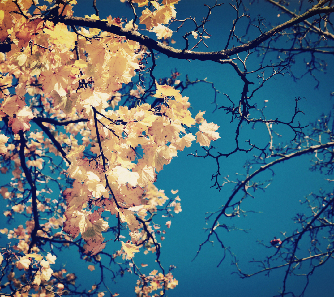 Das Golden Autumn Leaves Wallpaper 1080x960