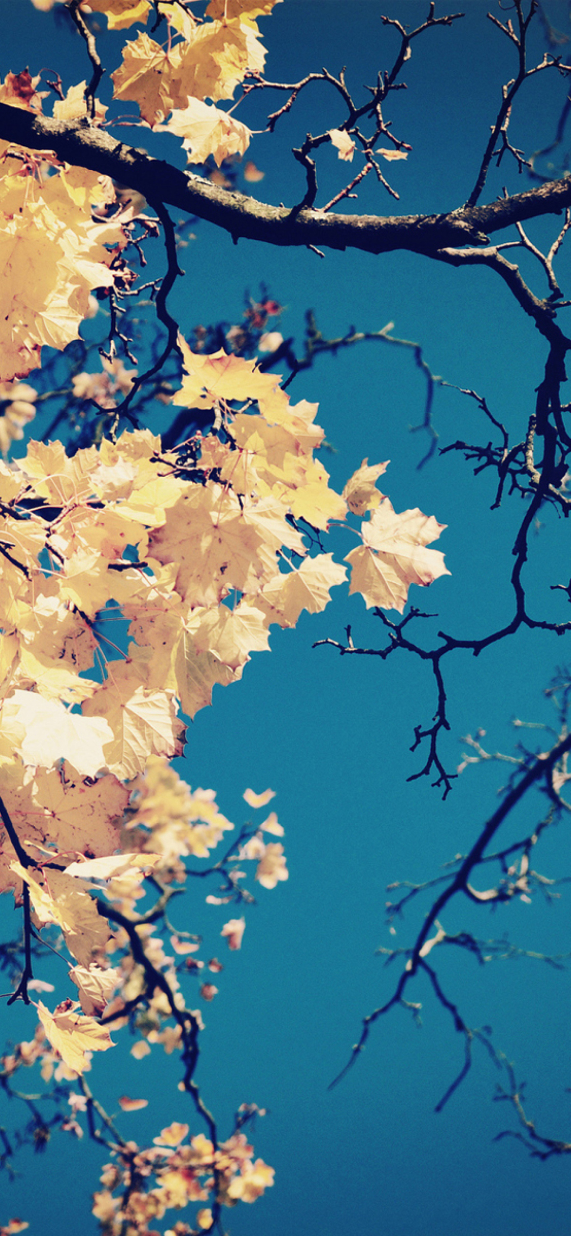 Fondo de pantalla Golden Autumn Leaves 1170x2532