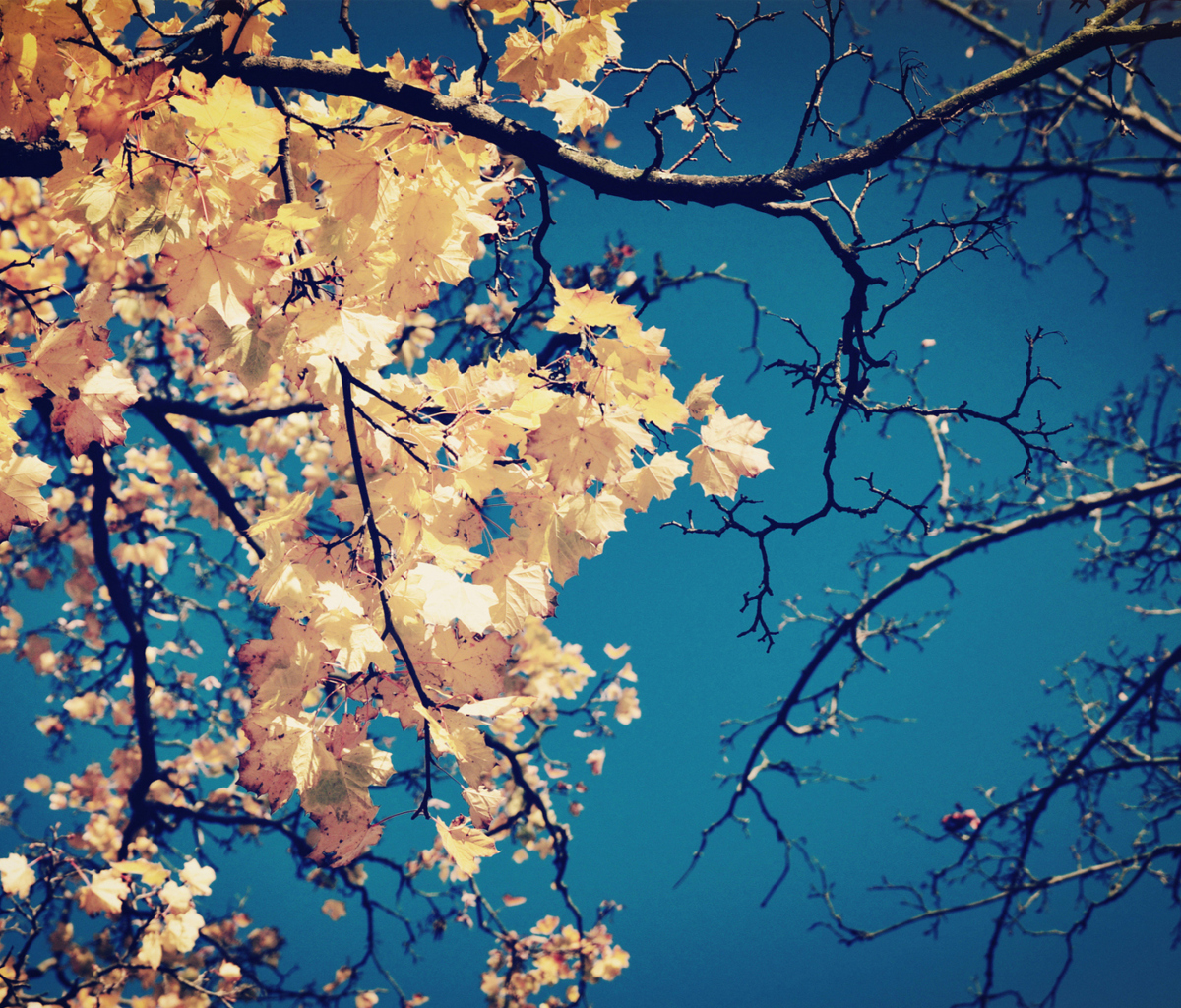 Golden Autumn Leaves screenshot #1 1200x1024