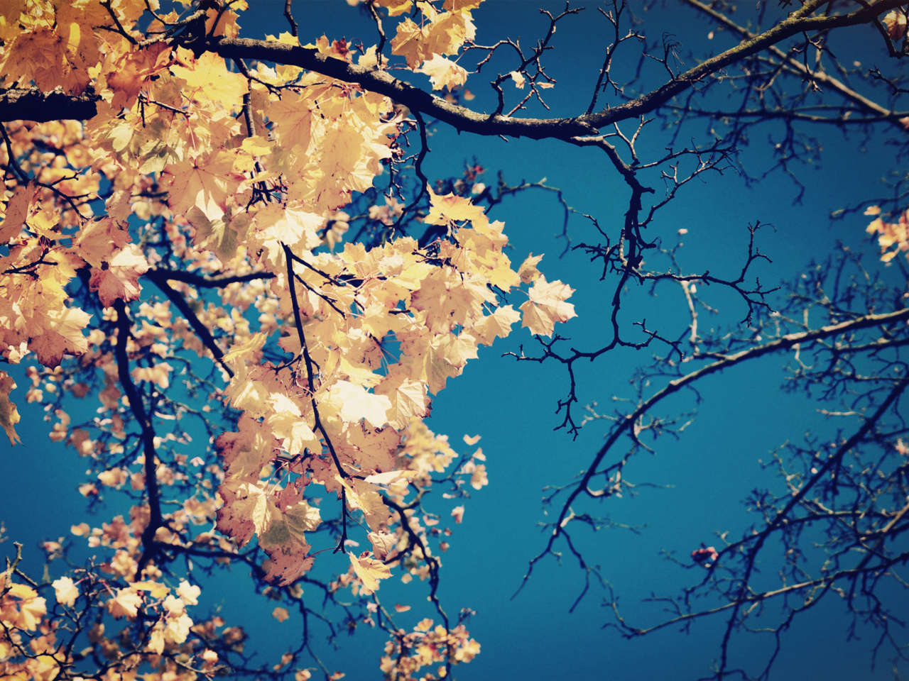 Das Golden Autumn Leaves Wallpaper 1280x960