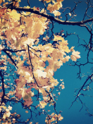 Golden Autumn Leaves screenshot #1 132x176