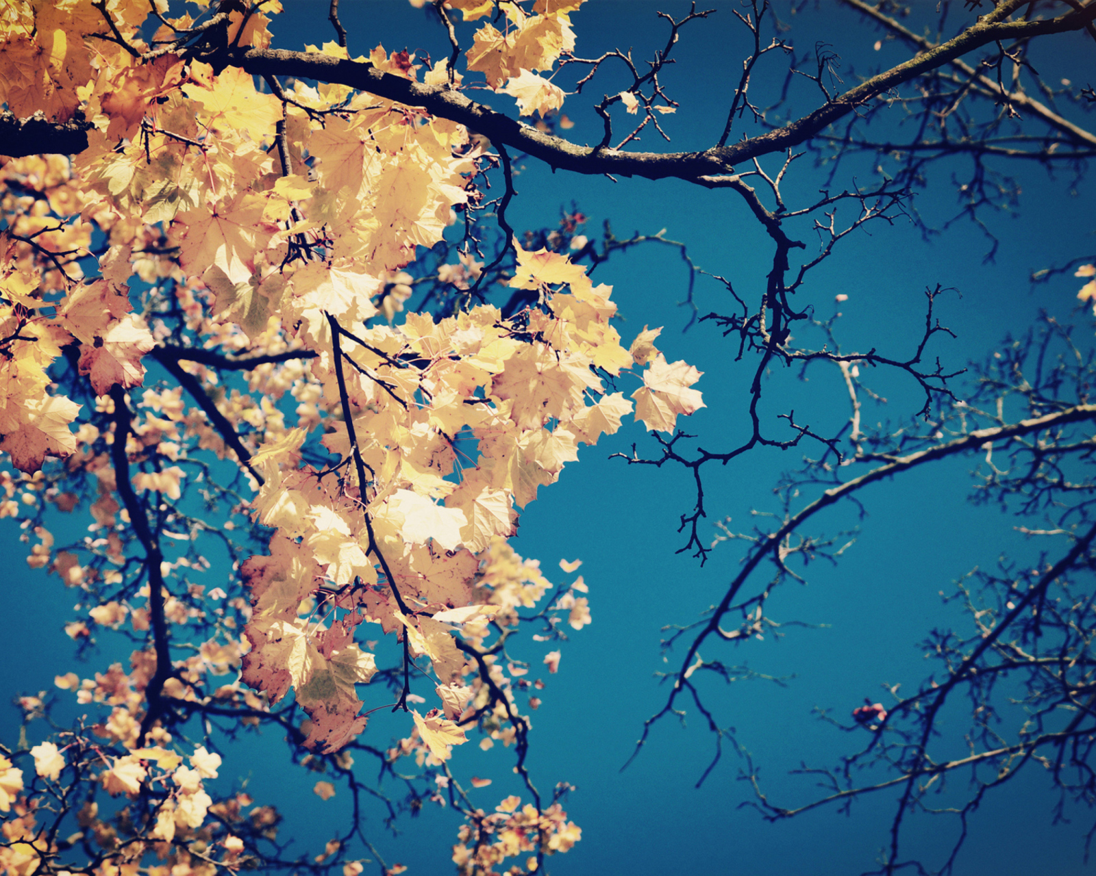 Das Golden Autumn Leaves Wallpaper 1600x1280