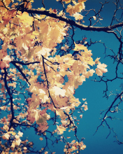 Sfondi Golden Autumn Leaves 176x220