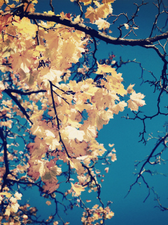 Golden Autumn Leaves wallpaper 240x320