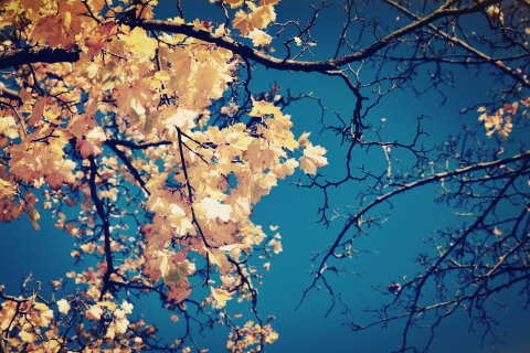 Обои Golden Autumn Leaves 480x320