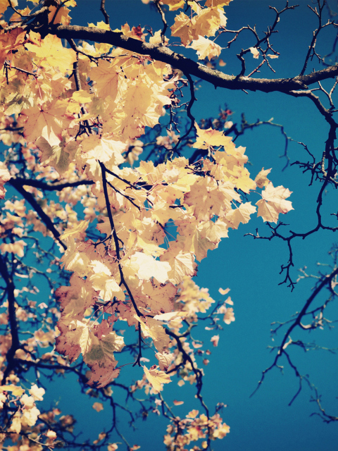 Screenshot №1 pro téma Golden Autumn Leaves 480x640