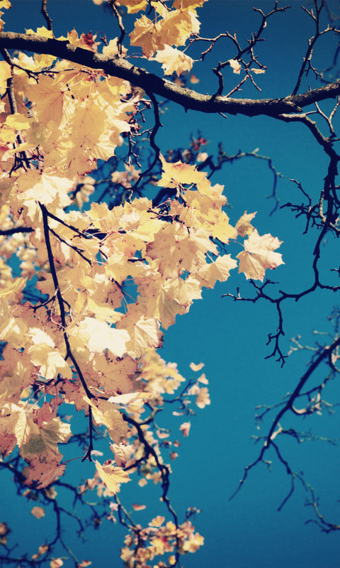 Обои Golden Autumn Leaves 480x800