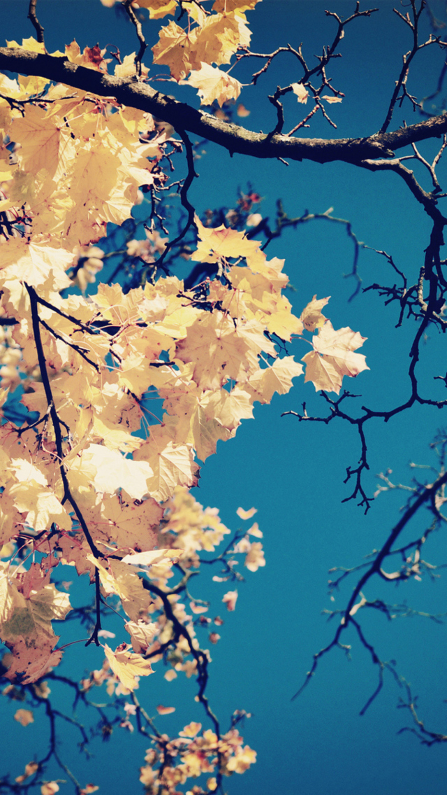 Sfondi Golden Autumn Leaves 640x1136