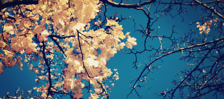 Golden Autumn Leaves wallpaper 720x320