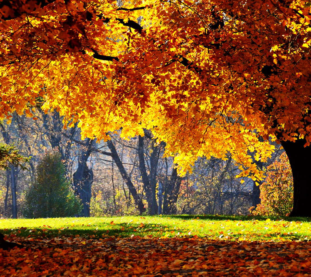 Das Golden Autumn Wallpaper 1080x960