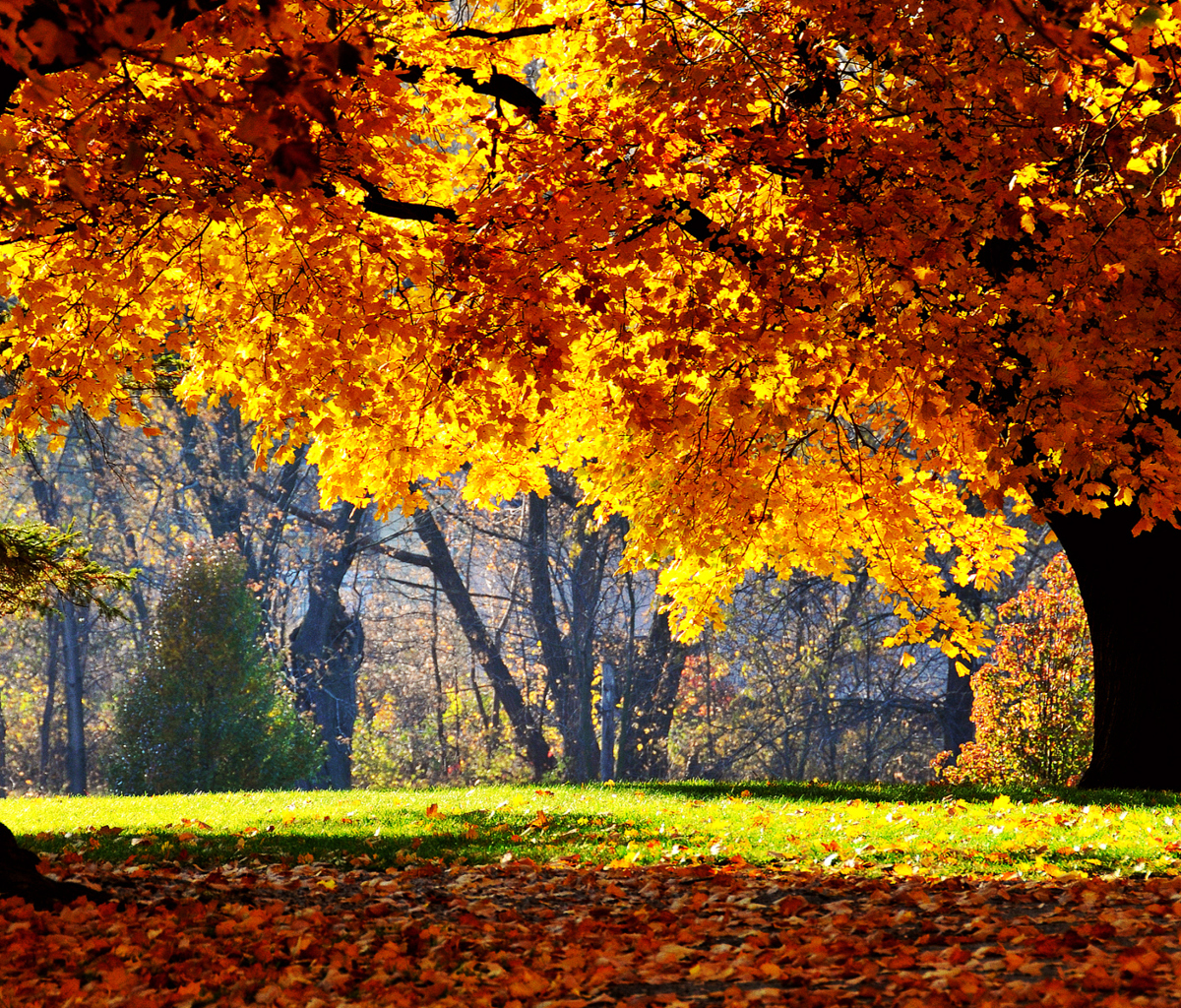 Обои Golden Autumn 1200x1024