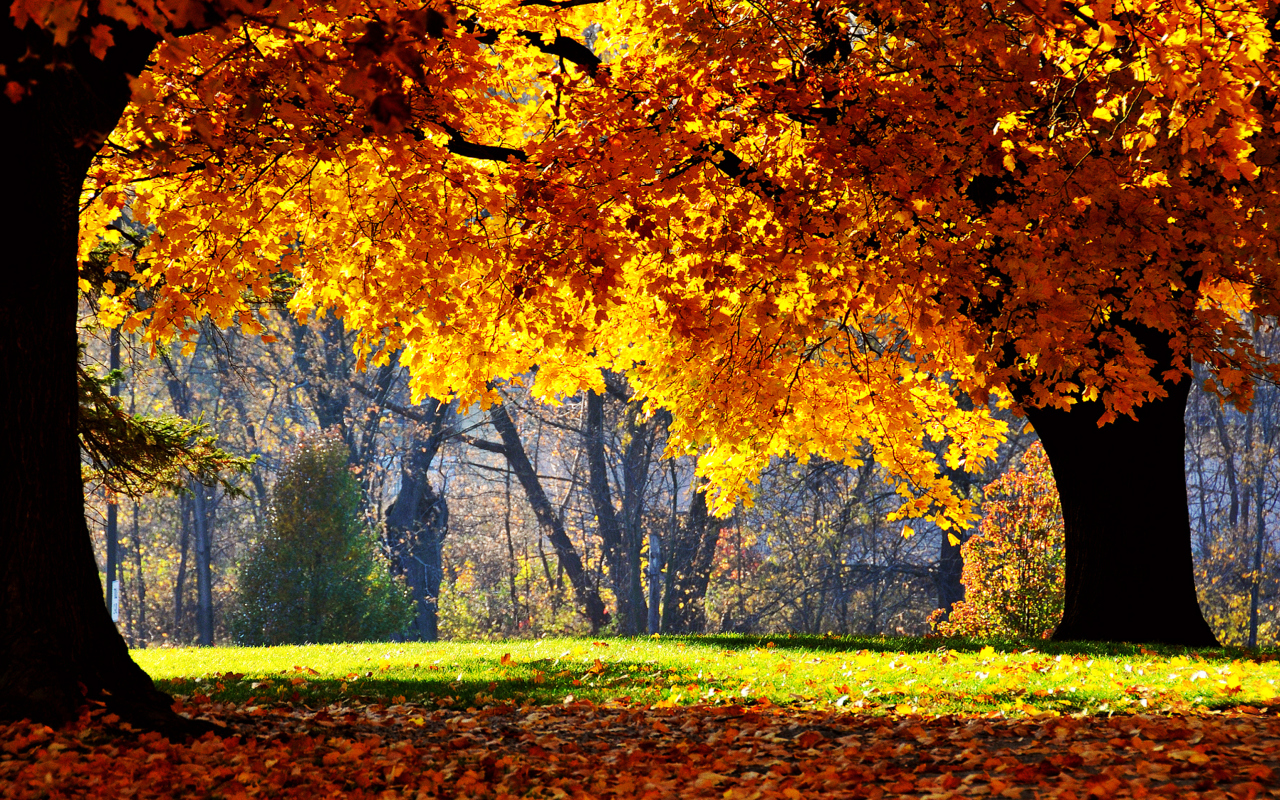 Golden Autumn screenshot #1 1280x800