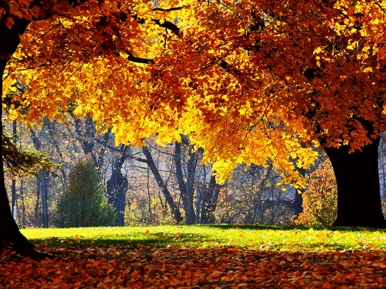 Das Golden Autumn Wallpaper 1280x960