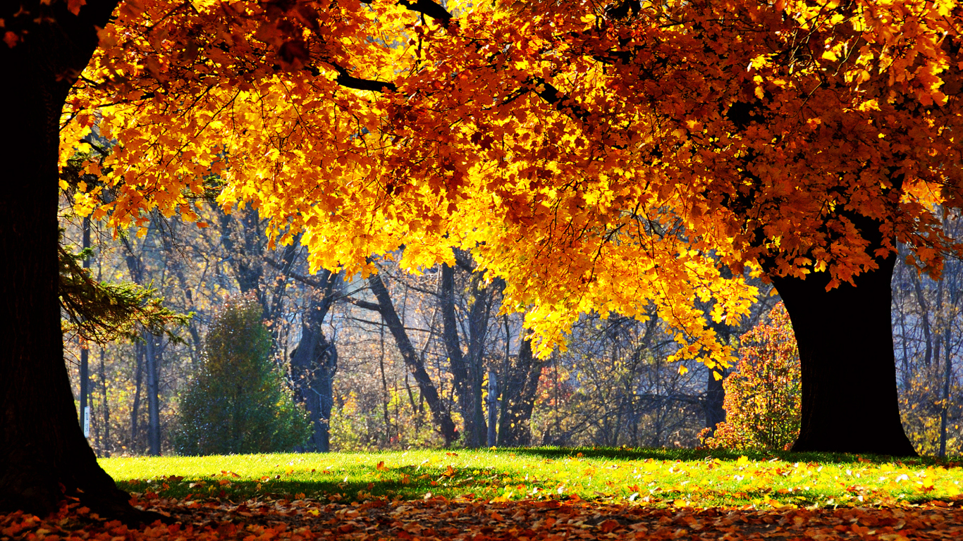 Golden Autumn wallpaper 1366x768