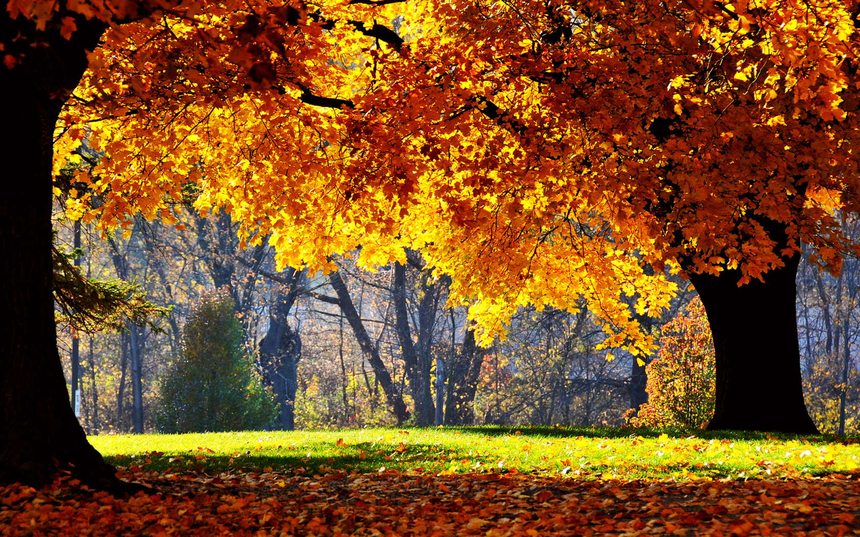 Golden Autumn wallpaper 1680x1050