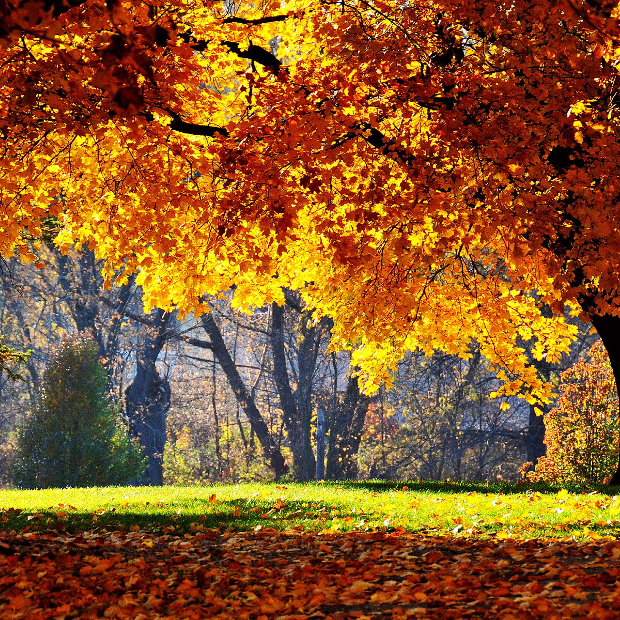 Screenshot №1 pro téma Golden Autumn 2048x2048