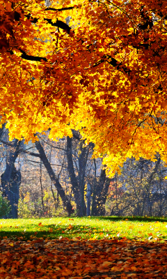 Das Golden Autumn Wallpaper 240x400