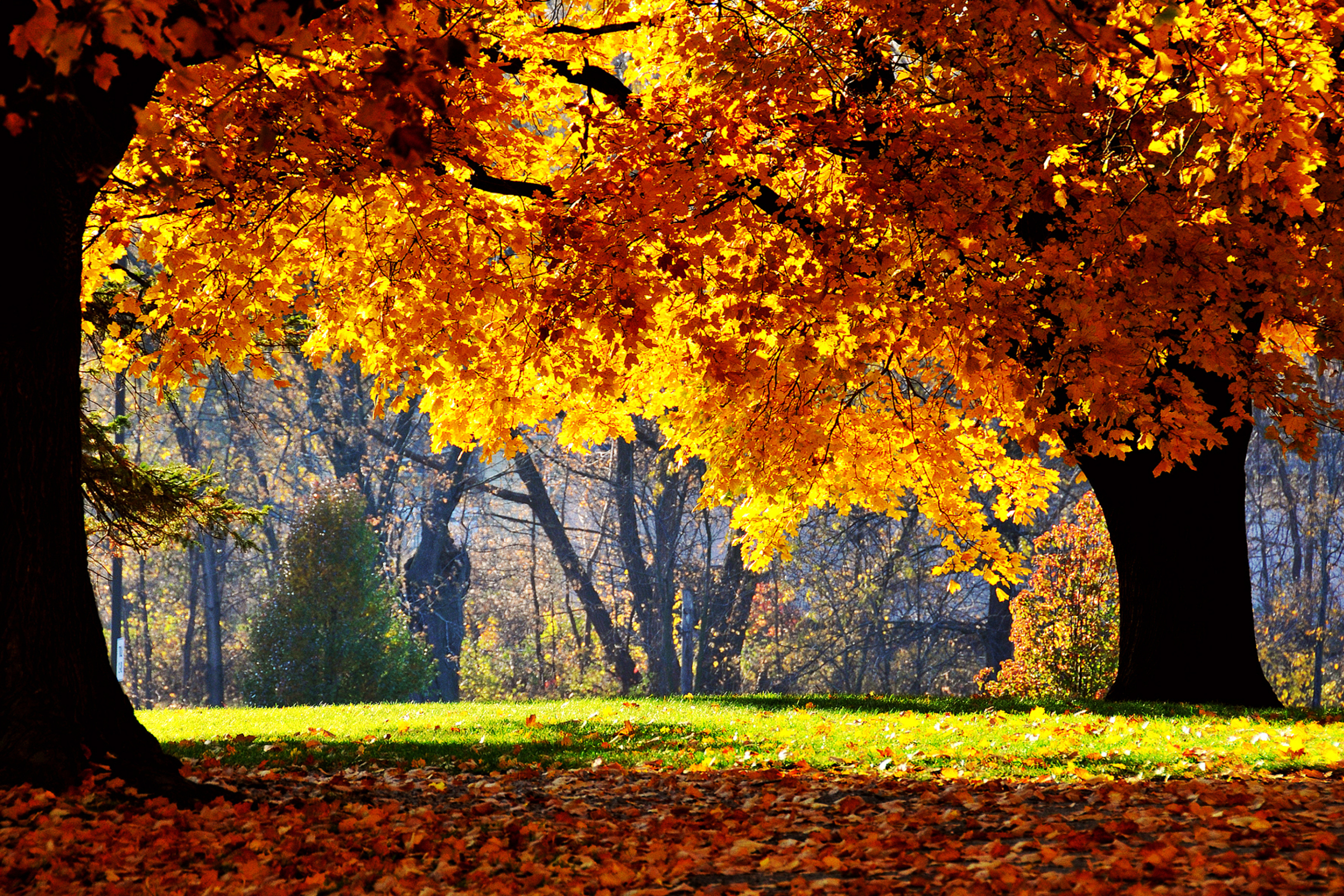 Обои Golden Autumn 2880x1920