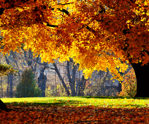 Golden Autumn wallpaper 480x400