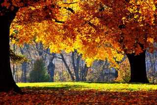 Golden Autumn Picture for Android, iPhone and iPad