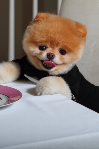 Boo Cutest Dog wallpaper 320x480