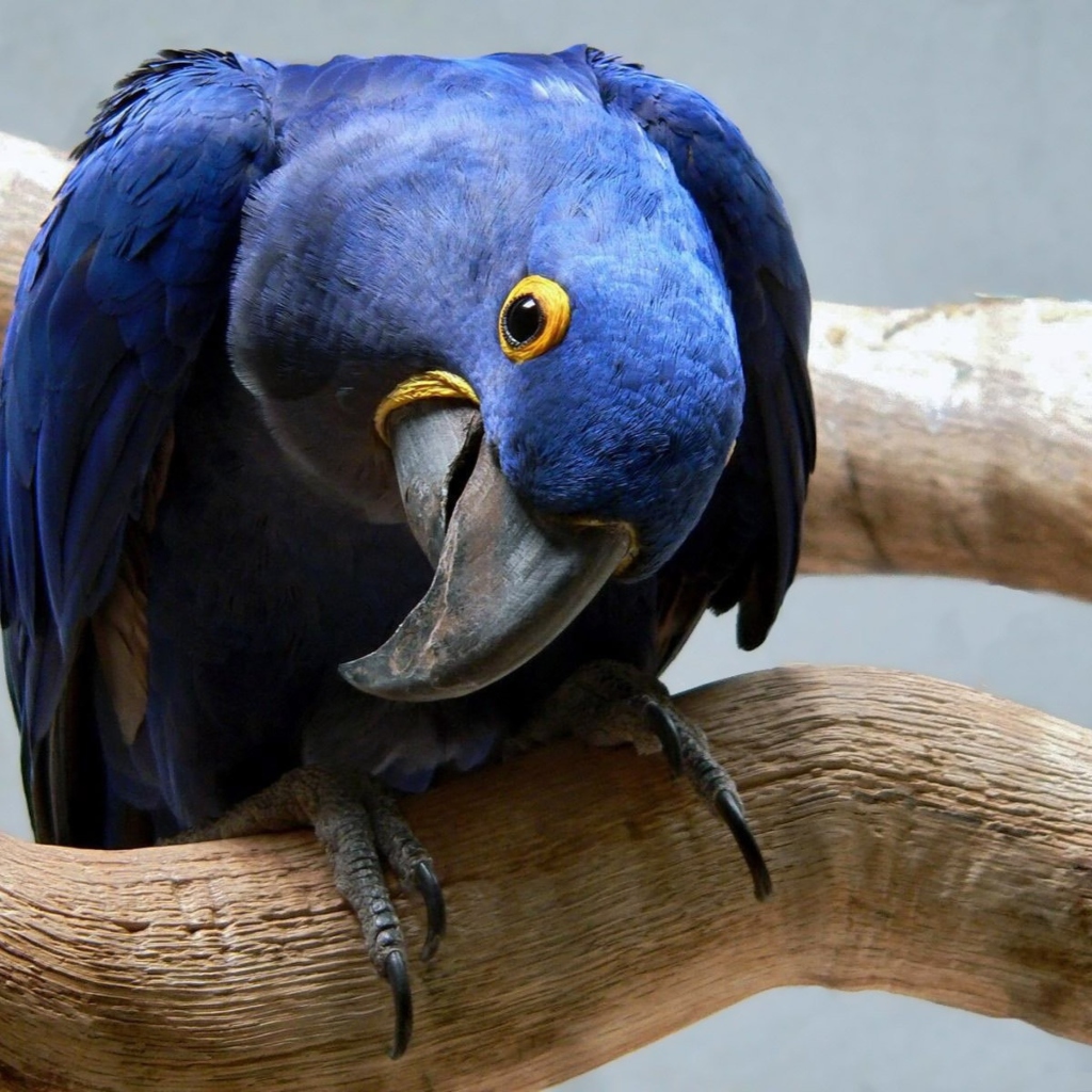 Das Cute Blue Parrot Wallpaper 1024x1024