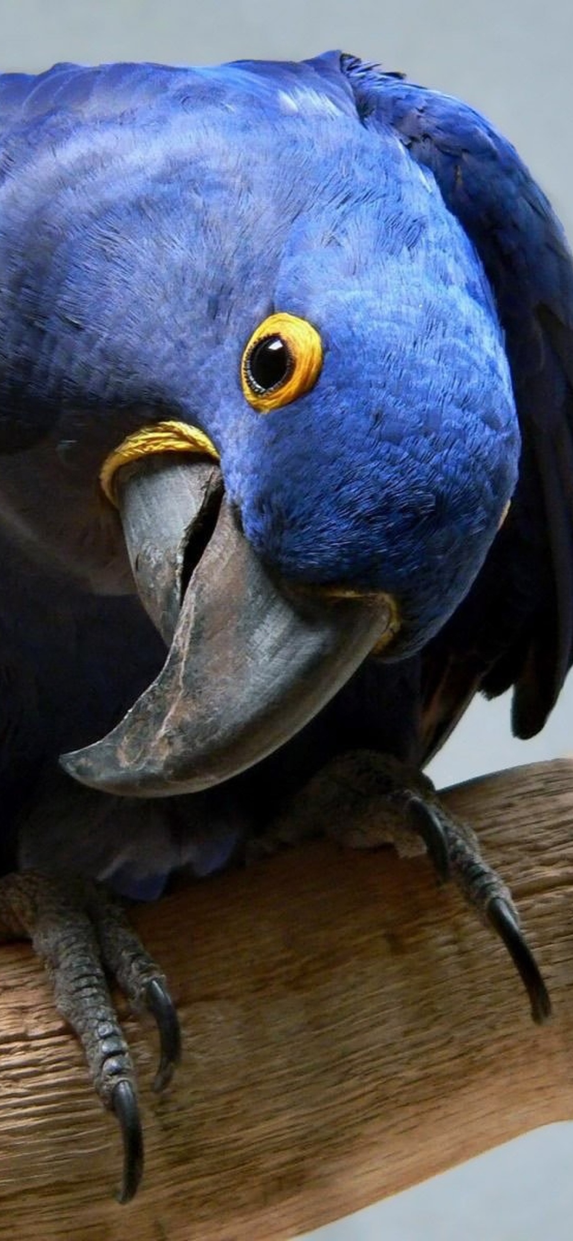 Cute Blue Parrot wallpaper 1170x2532