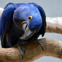Cute Blue Parrot screenshot #1 128x128