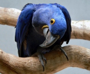 Cute Blue Parrot screenshot #1 176x144