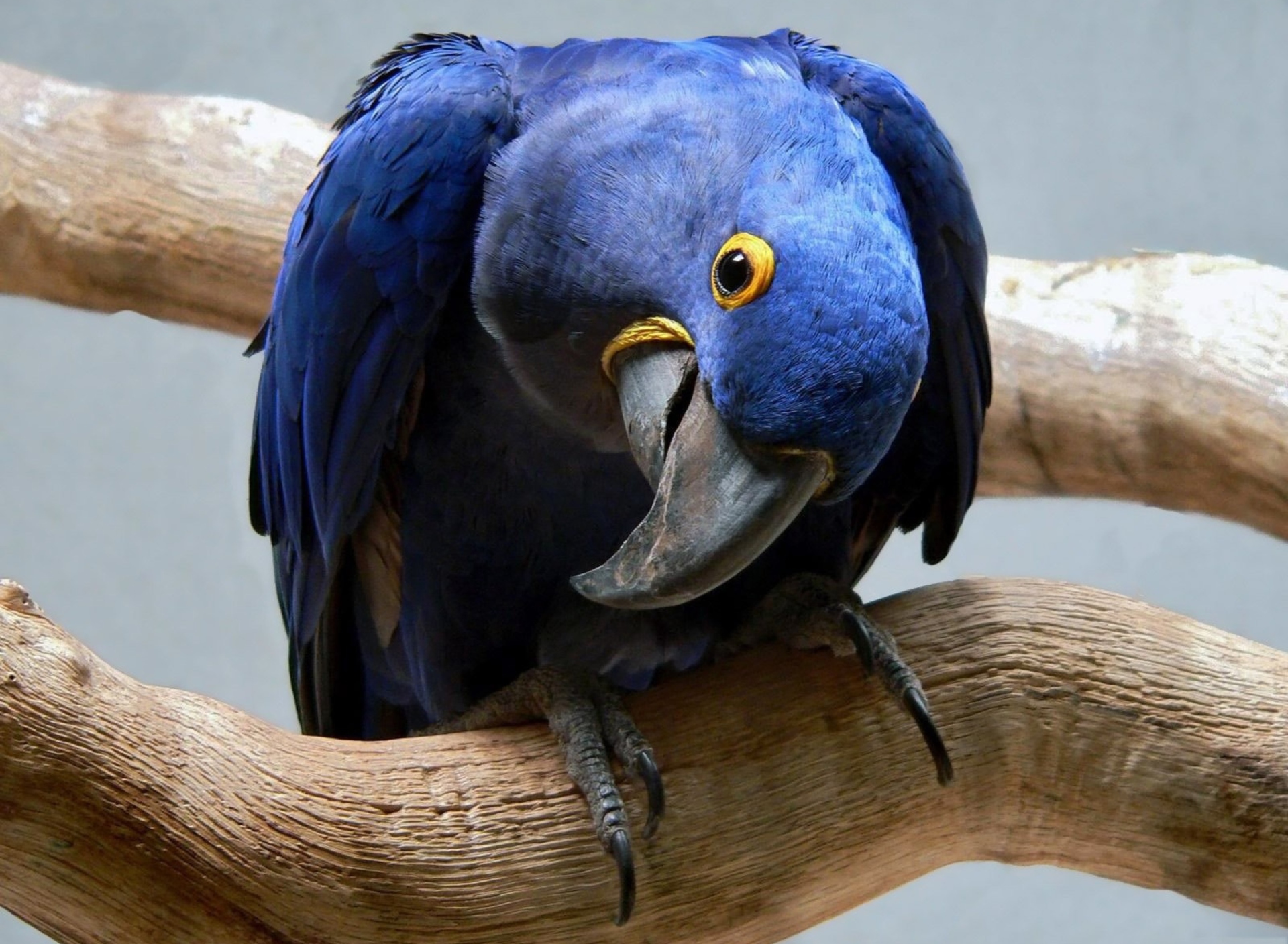 Обои Cute Blue Parrot 1920x1408