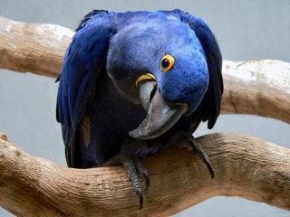 Cute Blue Parrot wallpaper 320x240