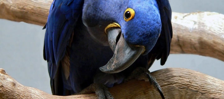 Fondo de pantalla Cute Blue Parrot 720x320