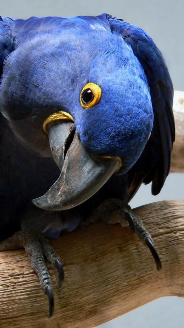 Fondo de pantalla Cute Blue Parrot 750x1334