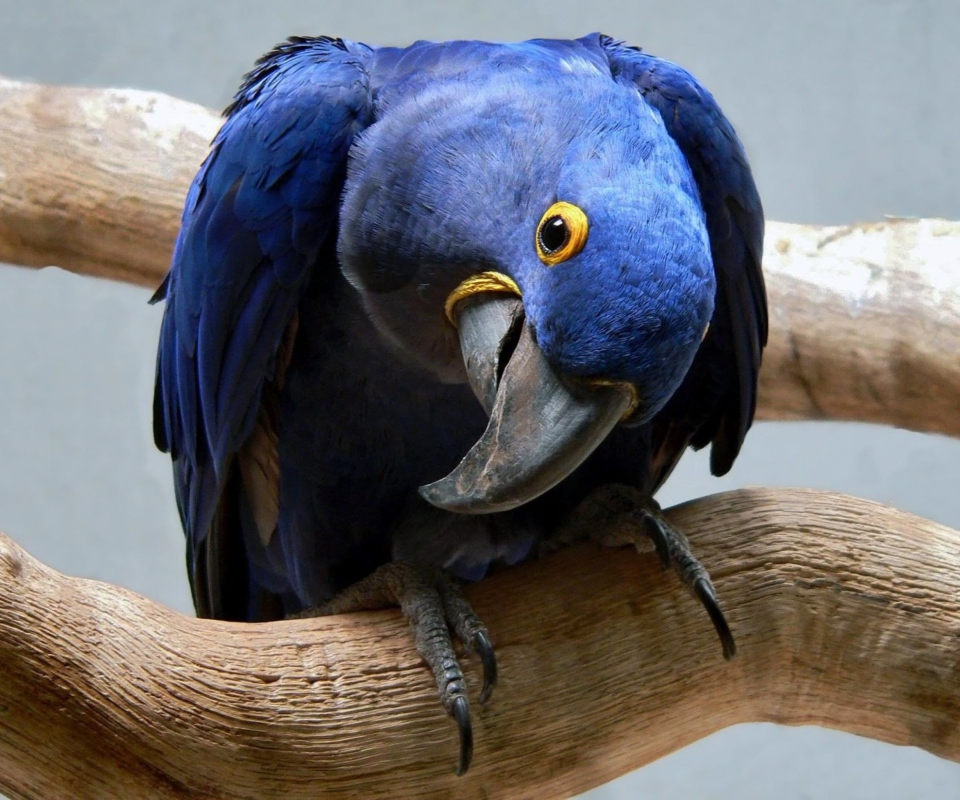 Das Cute Blue Parrot Wallpaper 960x800