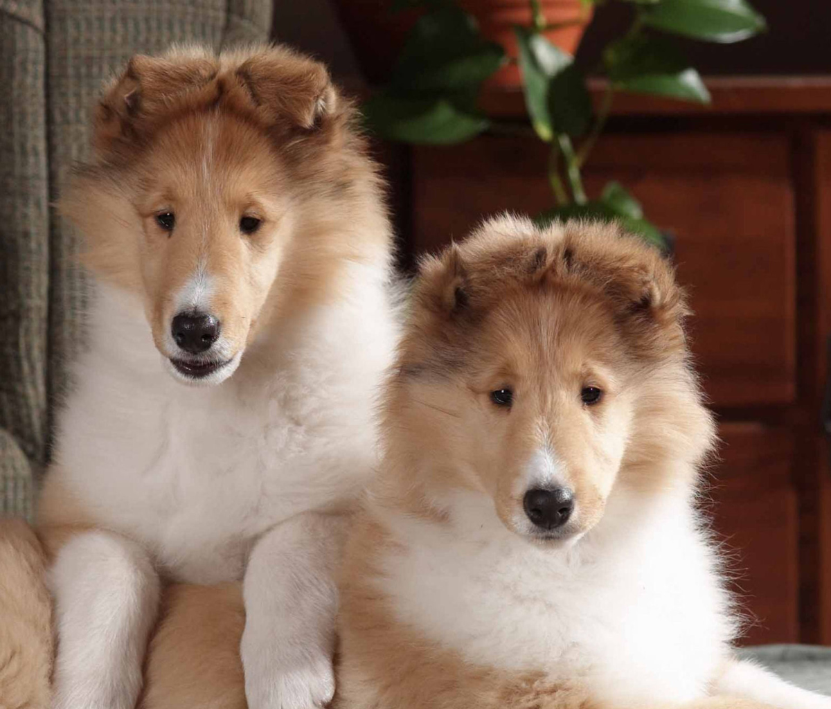 Обои Collie Puppies 1200x1024